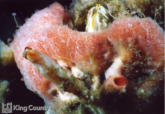 Photo of Distaplia occidentalis